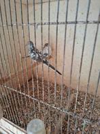 Koppel bonte diamantduiven, Dieren en Toebehoren, Meerdere dieren, Tropenvogel