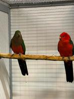 Koppel konings parkieten, Dieren en Toebehoren, Vogels | Parkieten en Papegaaien, Meerdere dieren, Parkiet, Geringd