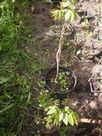 walnoot hazelaar boompjes kastanje hazelnoten voedselbos, Tuin en Terras, Planten | Fruitbomen, Minder dan 100 cm, Lente, In pot