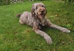 F3 multigen Doodle labrador labradoodle oudere pup pups, Dieren en Toebehoren, 15 weken tot 1 jaar, Overige rassen, Meerdere, Meerdere dieren