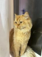 Ginger de kat, Dieren en Toebehoren, Kater, Gechipt, 0 tot 2 jaar