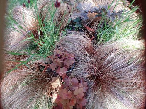 Tuinplanten vast voor droge grond., Tuin en Terras, Planten | Tuinplanten, Overige soorten, Volle zon, Zomer, Ophalen