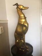 groot statig hond whippet windhond greyhound gold, Ophalen of Verzenden