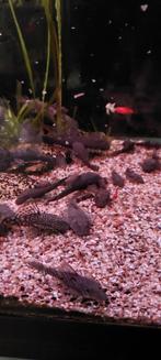 Ruilen: algeneters, Dieren en Toebehoren, Vis