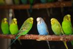 Volwassen grasparkieten | veel keuze | man en pop, Dieren en Toebehoren, Vogels | Parkieten en Papegaaien, Meerdere dieren, Parkiet
