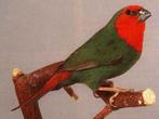 roodkoppapegaai amadines, Dieren en Toebehoren, Vogels | Overige Vogels, Meerdere dieren, Tropenvogel, Geringd