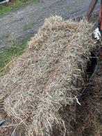 Vaste leverancier gezocht •Kleine hooibalen voor hobby-ossen, Dieren en Toebehoren