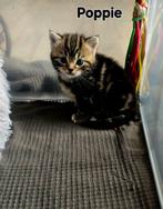 3 kittens ( mama ) Britse kort haar, Poes