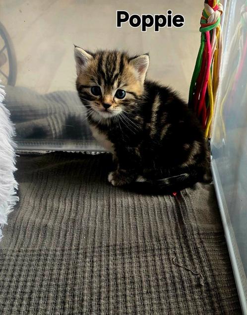 3 kittens ( mama ) Britse kort haar, Dieren en Toebehoren, Katten en Kittens | Overige Katten, Poes