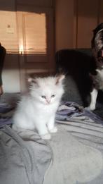 Ragdoll kittens, Dieren en Toebehoren, Meerdere dieren, Ontwormd