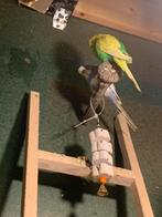 Grasparkiet grasparkieten, Dieren en Toebehoren, Meerdere dieren, Parkiet