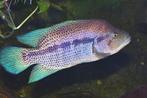 Koppel Parachromis dovii , Midden Amerikaanse Cichlide, Dieren en Toebehoren, Vissen | Aquariumvissen, Vis, Zoetwatervis