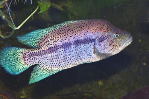 Koppel Parachromis dovii , Midden Amerikaanse Cichlide, Dieren en Toebehoren, Vissen | Aquariumvissen, Zoetwatervis, Vis