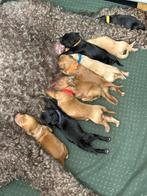 Australian labradoodle pups! Nog 1 beschikbaar, Rabiës (hondsdolheid), Overige rassen, 8 tot 15 weken, Geslacht onbekend