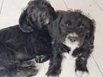 Dwergpoedel kruising pups, CDV (hondenziekte), Overige rassen, 8 tot 15 weken, Meerdere