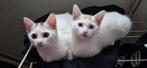 Kittens, Dieren en Toebehoren, Ophalen of Verzenden, Nieuw
