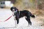 GaGa Animal Care - LOUIE (kan al snel naar NL komen), Dieren en Toebehoren, Honden | Niet-rashonden, Particulier, Rabiës (hondsdolheid)