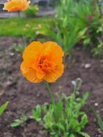 Zaden laag oranje papavertje, Verzenden, Voorjaar, Volle zon, Zaad
