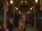Paardenstal te huur met 6 stallen in Bergen NH, Dieren en Toebehoren, Stalling en Weidegang