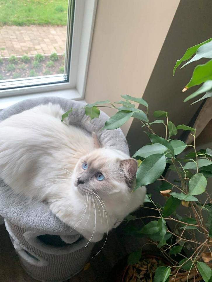 Ragdoll dekkater (chocolade carrier) niet te koop, Dieren en Toebehoren, Katten en Kittens | Dekkaters, 0 tot 2 jaar