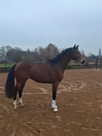 Kwaliteitsvolle jonge dressuurpaarden, Met stamboom, Ruin, Niet van toepassing, Dressuurpaard