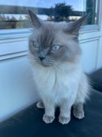 Ragdoll poes te koop, Poes
