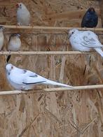 Koppel bonte diamantduifjes, Meerdere dieren, Tropenvogel