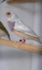 Zilvere Gouldamedine, Dieren en Toebehoren, Vrouwelijk, Tropenvogel, Geringd
