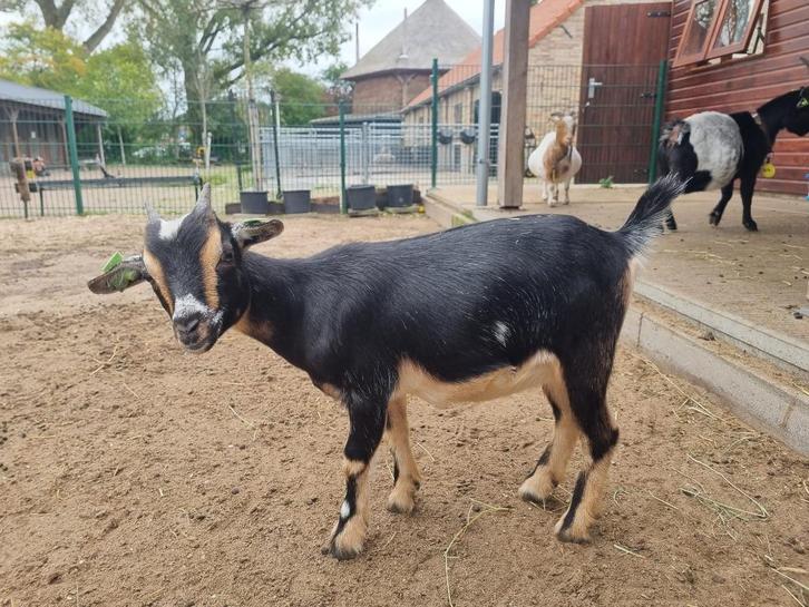 Lief jong geitje CAE en CL vrij, Dieren en Toebehoren, Schapen, Geiten en Varkens, Geit, Vrouwelijk, 0 tot 2 jaar