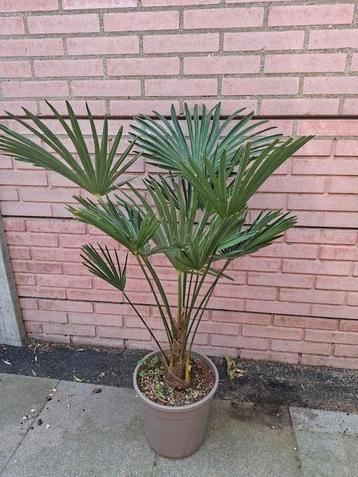 Trachycarpus Wagnerianus (winterhard-15) beschikbaar voor biedingen