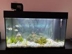 Compleet Aquarium Juwel, Dieren en Toebehoren, Vissen | Aquaria en Toebehoren, Ophalen, Gebruikt, Gevuld zoetwateraquarium