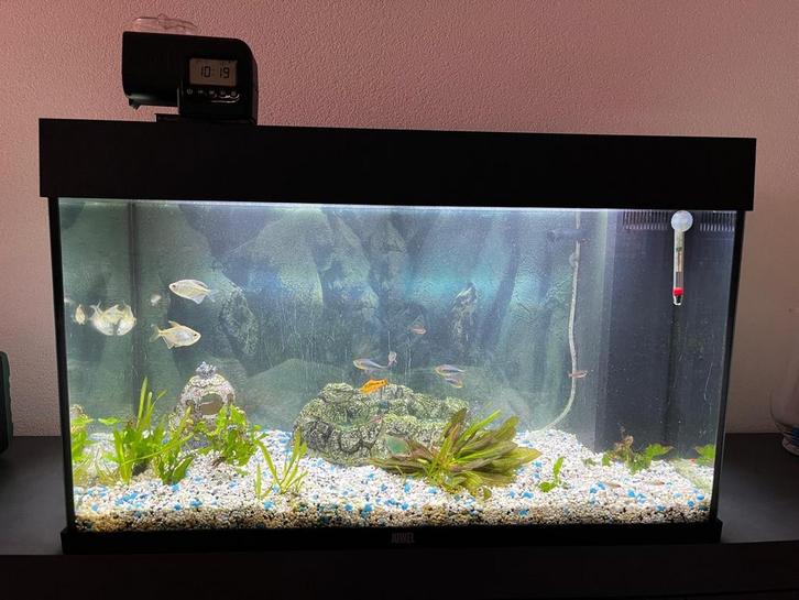 Compleet Aquarium Juwel, Dieren en Toebehoren, Vissen | Aquaria en Toebehoren, Gebruikt, Gevuld zoetwateraquarium, Ophalen