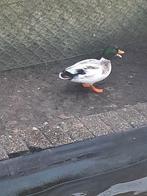 Eend siereend, Mannelijk, Eend