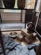 DWERG/KANINCHEN RUWHAAR TECKEL PUPS, Kaninchen, Parvo, 8 tot 15 weken, Meerdere