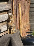 VERMIST amsterdam west, Dieren en Toebehoren, Katten en Kittens | Overige Katten, Kater, Kortharig, 0 tot 2 jaar