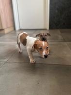 Te koop Jack Russell pups, Dieren en Toebehoren, Honden | Jack Russells en Terriërs, Rabiës (hondsdolheid), Jack Russell Terriër