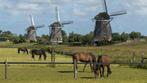 Allround paard gezocht, Dieren en Toebehoren, Meerdere dieren, 170 tot 175 cm, Springpaard, Gechipt