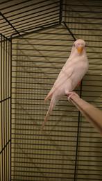 Witte (Gras) parkiet met/zonder kooi, Dieren en Toebehoren, Vogels | Parkieten en Papegaaien, Geslacht onbekend, Parkiet, Tam