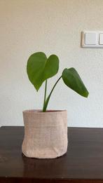 Monstera gatenplant stek, Ophalen of Verzenden, Overige soorten, Minder dan 100 cm