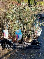 Buddleja Tricolor Summerkids - Vlinderstruik, Volle zon, Vaste plant, Zomer, Ophalen