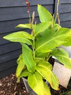 canna's knollen, Tuin en Terras, Bloembollen en Zaden, Ophalen of Verzenden, Voorjaar, Volle zon, Knol