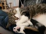 Een kat ter adoptie - Cat for adoption, Dieren en Toebehoren, Kater, Gechipt