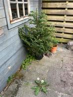 Kerstboom, Tuin en Terras, Minder dan 100 cm, Ophalen