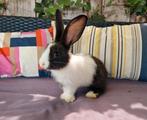 Duitse reus,  ram, Mannelijk, Groot