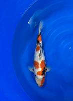 Showa met certificaat, Dieren en Toebehoren, Vissen | Vijvervissen, Karper of Koi