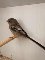 Meesgoudvink pop, Vrouwelijk, Tropenvogel, Geringd