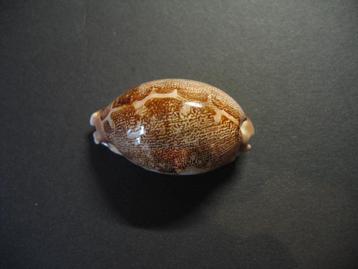 Schelpen, Cypraea geographica   Schilder & Schilder, 1933. beschikbaar voor biedingen