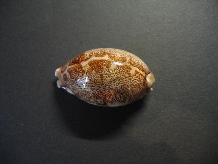 Schelpen, Cypraea geographica   Schilder & Schilder, 1933., Verzamelen, Mineralen en Fossielen, Schelp(en), Ophalen of Verzenden