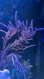 Koraal gorgoon frags stekken zeeaquarium, Dieren en Toebehoren, Overige typen