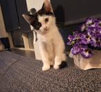 Half britse korthaar kitten, Dieren en Toebehoren, Katten en Kittens | Raskatten | Korthaar, Poes
